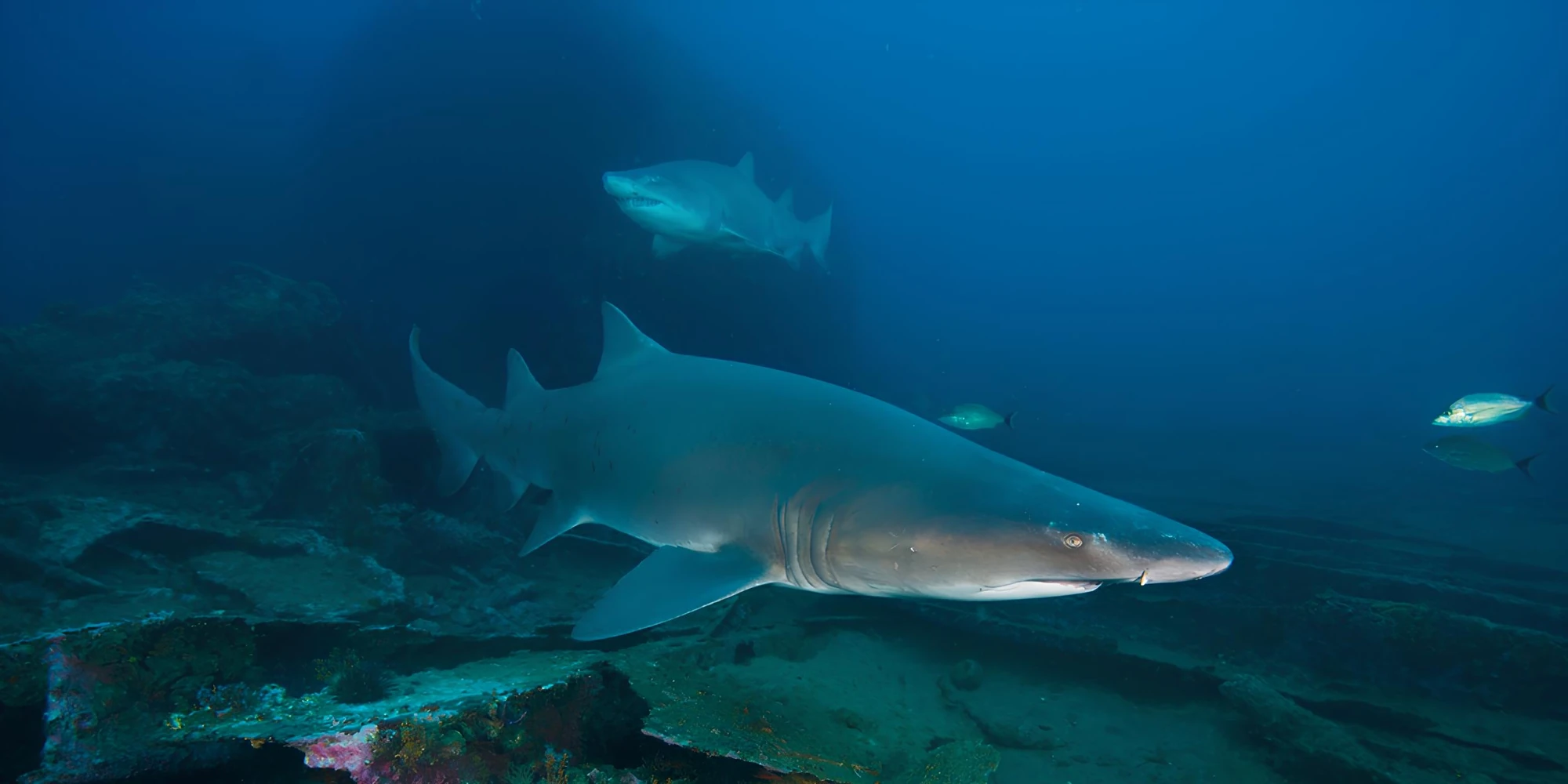 Requin-taureau - Plongée avec les requins