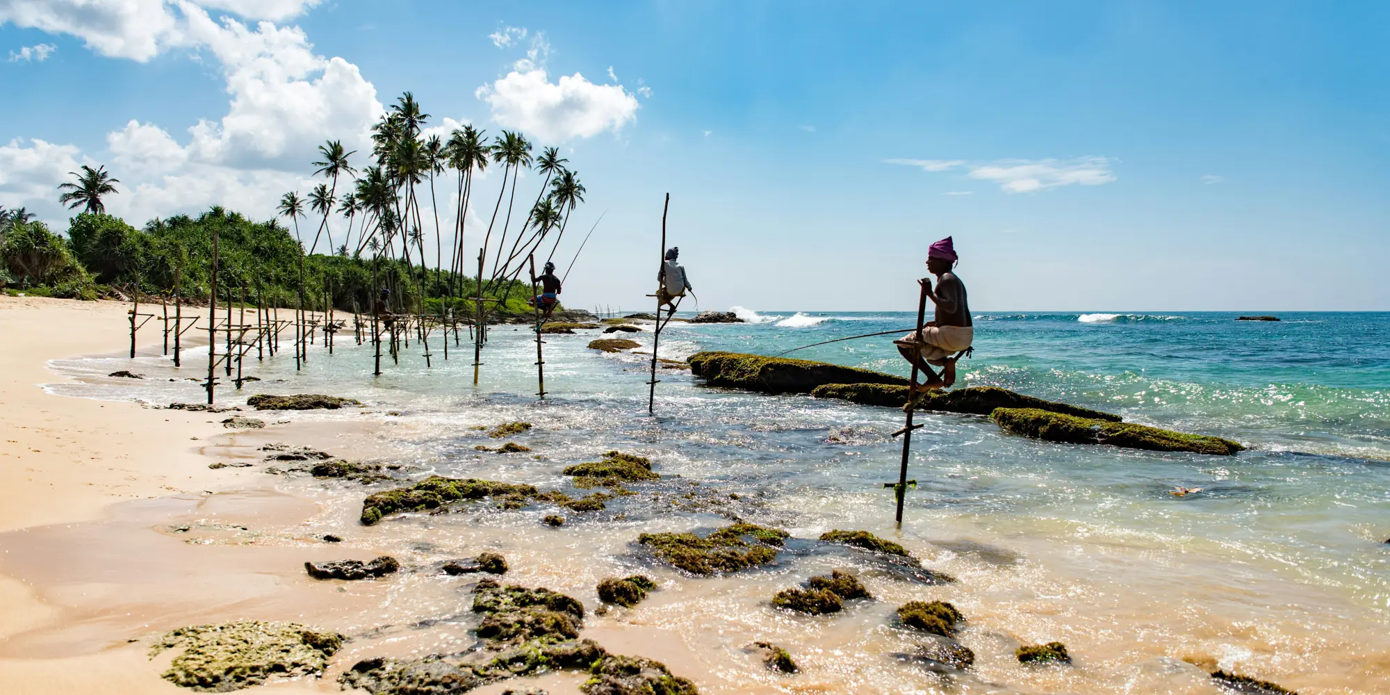 Mirissa beach sri lanka tauchen mit haien strand mit palmen
